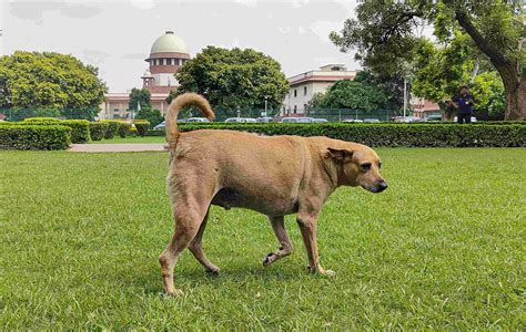 'Stray dogs get more attention than humans': SC flags surge in pleas in ...