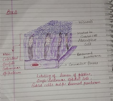 Simple Columnar Epithelium A Labeled Diagram And Simple Columnar