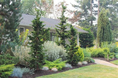Best Small Evergreen Trees For Garden at Rose Wilkins blog