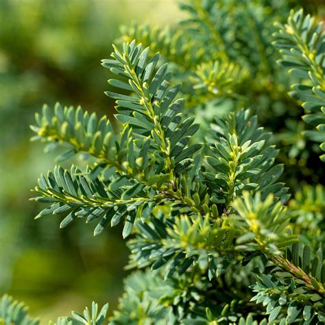 21 Best Drought-Tolerant Shrubs to Boost Your Garden's Resilience