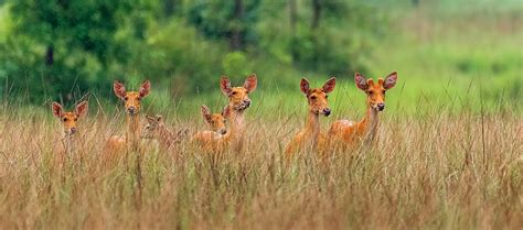 The Major Indigenous Tribes of Satpura