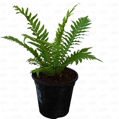 Tree Fern (Cyatheales Fern) - Plant – Lalit Enterprise