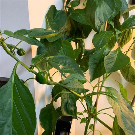 What To Do About 🌶️ Pepper Plant Leaves Drooping