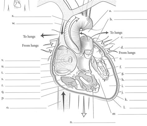 Heart Structure Tutorial 的图像结果