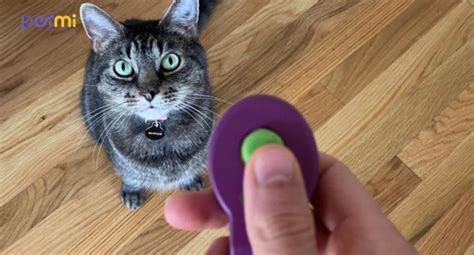 Image result for Clicker Training Cats