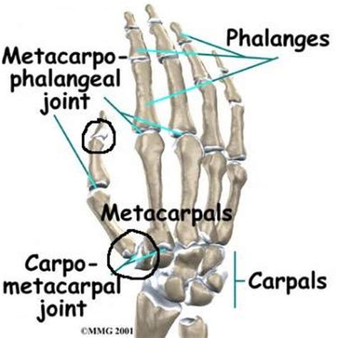 First Carpometacarpal Joint