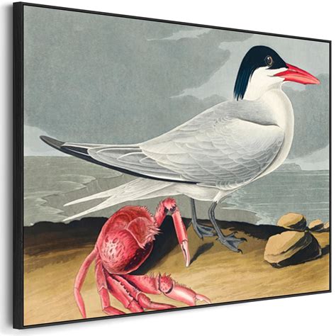 Cayenne Tern - Framed Canvas Wall Art - John James Audubon - Birds of