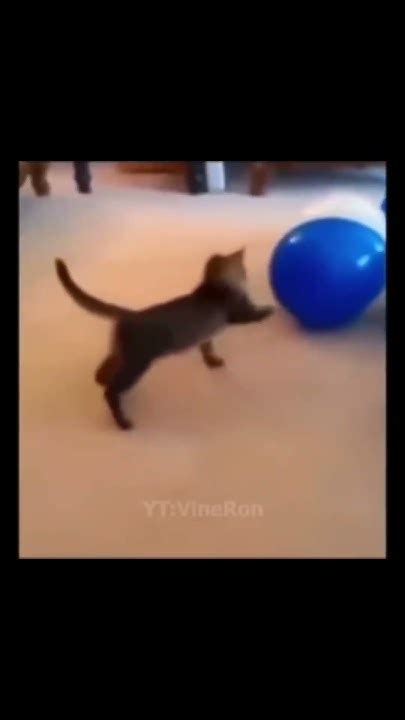 Cute Things Exploding Cat 的图像结果