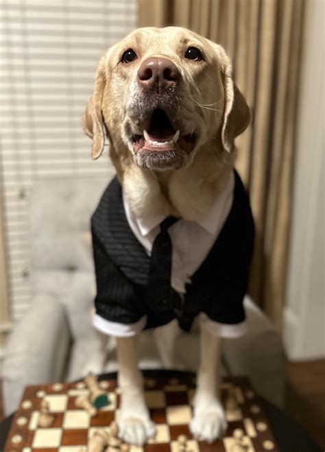 Translation Co 的图像结果