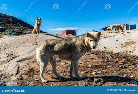 Greenland Dogs - Husky Sled Dog in Ilulissat Greenland Stock Photo ...