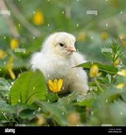 Image result for Baby Chick Coloring Hard