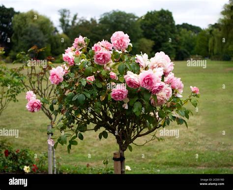 Rosa Chinensis. China Roses. Pink Rose petals. Pink & Orange petals ...