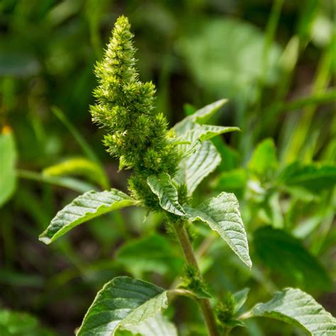 Caruru-Gigante (Amaranthus retroflexus) - PictureThis