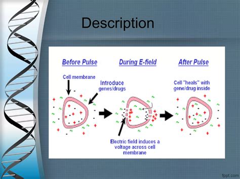 Transformation Genetics 的图像结果