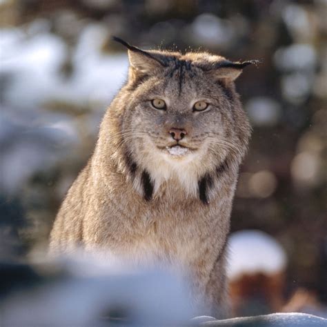 Canadian Lynx Pet