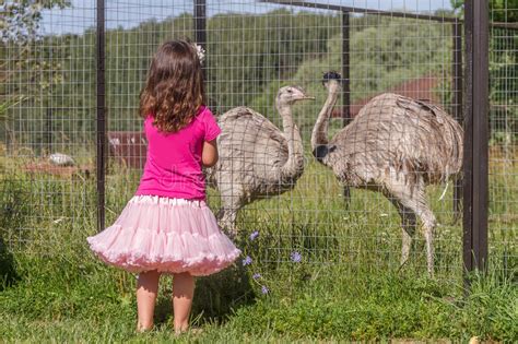 喂养在鸟农场的年轻愉快的微笑的儿童女孩鸸驼鸟 库存图片. 图片 包括有 饥饿, 女演员, 女性, 求知欲 - 77949005