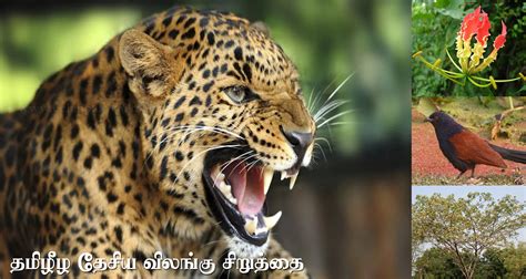 The Leopard is the National Animal of Tamil Eelam - Tamil Heritage