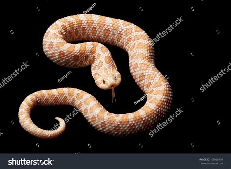 Pink Pastel Albino Western Hognose Snake Stock Photo 125895404 ...