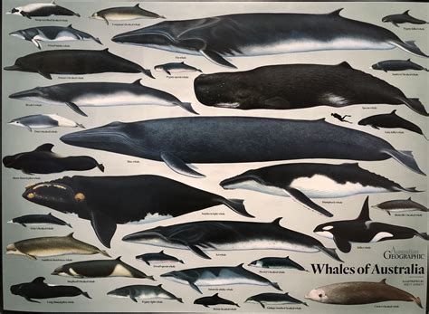 Collections | Whale, Whale pictures, Australia animals