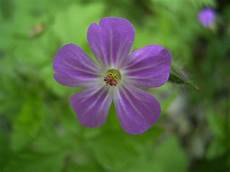 fiore con a simetria floral wikip 233 dia a enciclop 233 dia livre fiore con a simetria floral wikip 233 dia a enciclop 233 dia livre