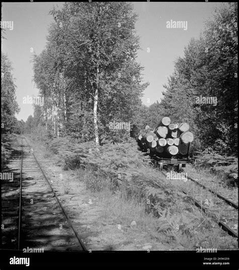 Image result for Transles