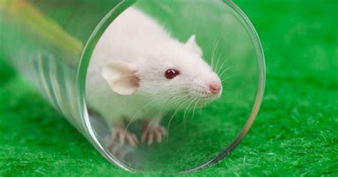 Meet The World's Most Badass Rat Messing With Scientific Studies At ...