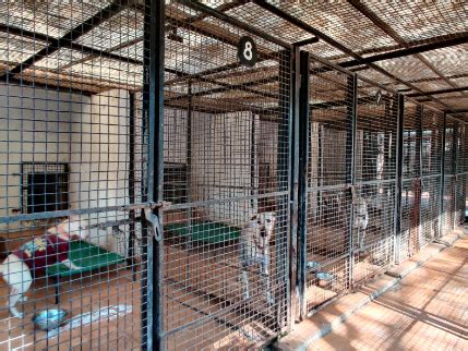 Vadodara Centre for Animal Rescue and Emergency