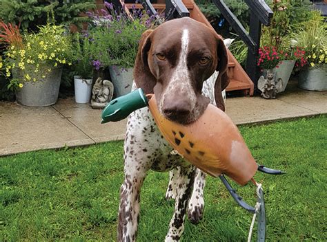 Image result for Why Do Dogs Fetch