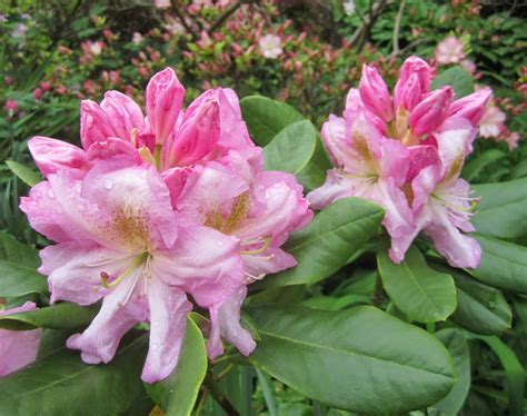 Jarvis House: Pretty in Pink Spring Flowering Shrubs 2014 in the Jarvis ...