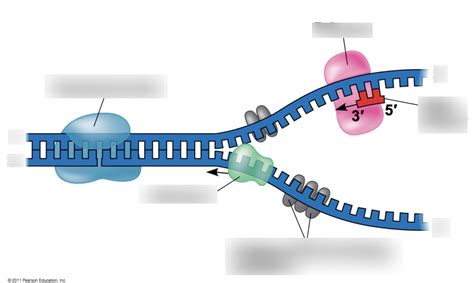 DNA Replication Diagram Simple 的图像结果