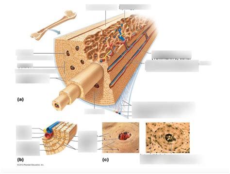 Image result for Compact Bone Structure