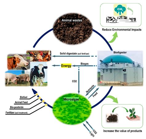 Coupling of Microalgae Cultivation with Anaerobic Digestion of Poultry ...