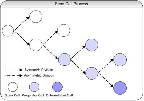 Stem Cell Process 的图像结果