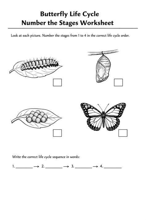 Butterfly Life Cycle Number the Stages Worksheet - Download & Print Now!