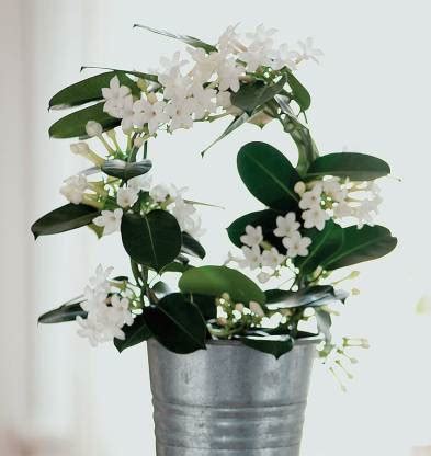 Zomoloco Night Bloom Jasmine Plant Price in India - Buy Zomoloco Night ...