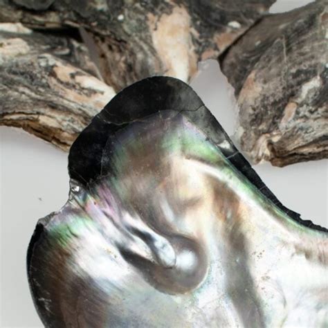 Image result for Perly Shells