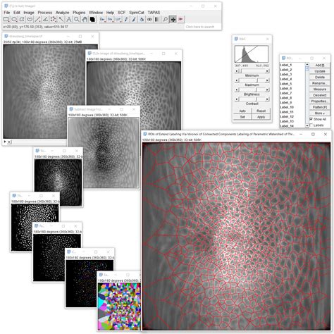 Image result for Amira Cell Segmentation Tutorial