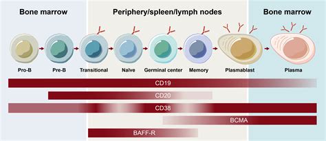 Frontiers | Cutting-edge approaches to B-cell depletion in autoimmune ...