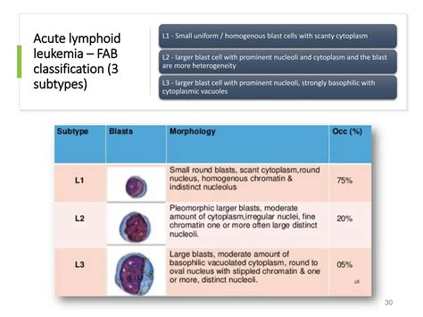 Image result for Lymphocyte Lineage