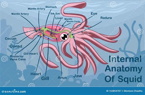 Internal Anatomy Squid at Lucy Gardiner blog
