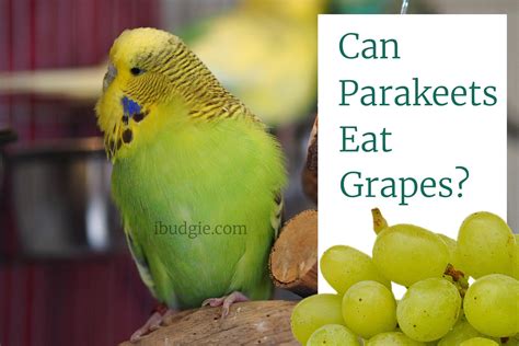 Can Parrots Eat Grapes? Discover The Surprising Answer! - Vet Advises