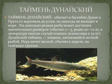 Таймень: описание рыбы с фото, где водится, чем питается