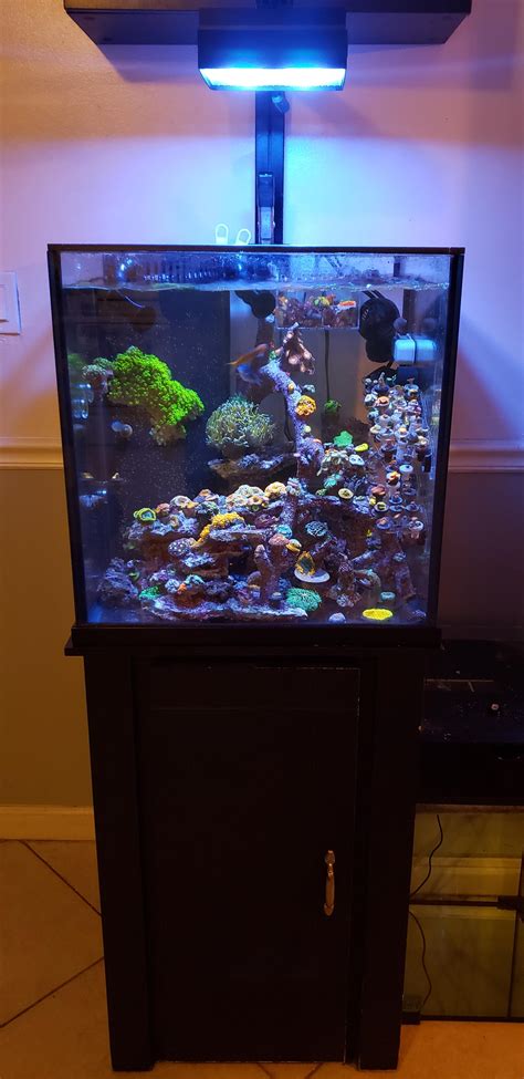 35 gallon cube, whatcha think? : ReefTank