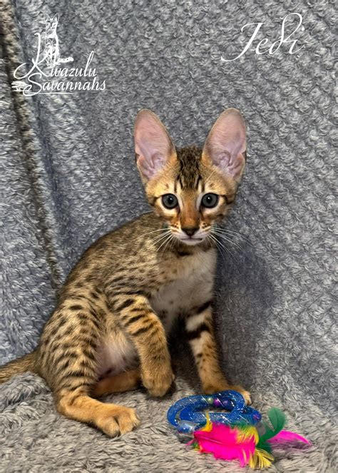 F1, F2, F3, F4, F5 & F6 Savannah Cats for Sale | Contact Now