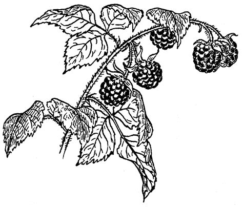 Image result for Draw Raspberry