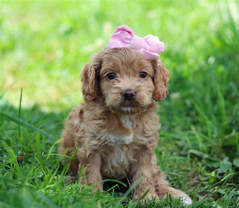 Image result for Cheap Cockapoo