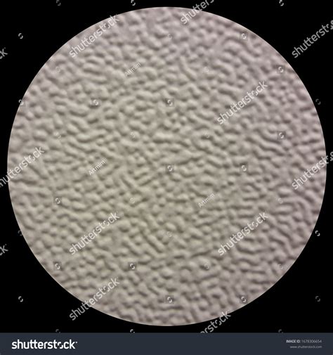 Bacteria Reproducing Under a Microscope 的图像结果