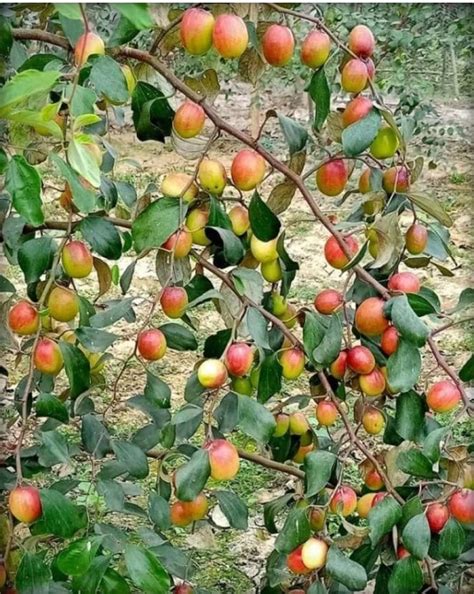GOLDEN BLOOM Grafted Red Apple Ber Plant, Red Kashmiri Apple Ber Plant ...