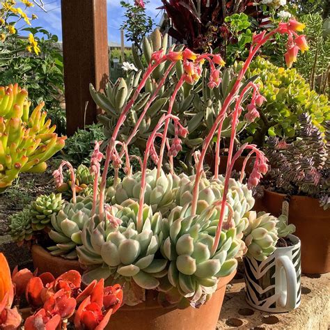 Succulents With Pink Flowers: A Colorful Addition To Your Garden