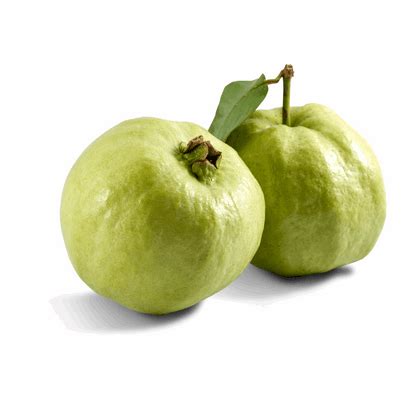 Buy Fresh White Guava Online | Home Delivery Available – Kriparam Fruitwala